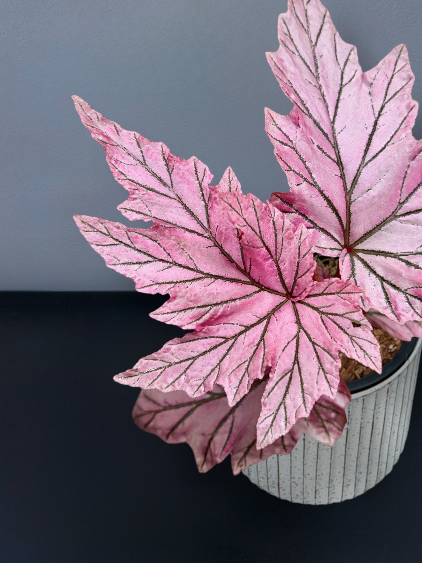 Begonia Lamoon Variegated