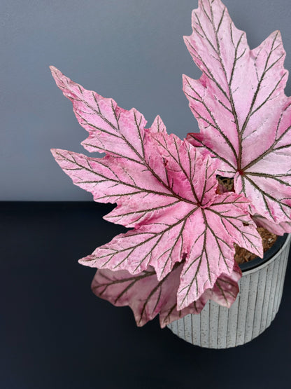 Begonia Lamoon Variegated