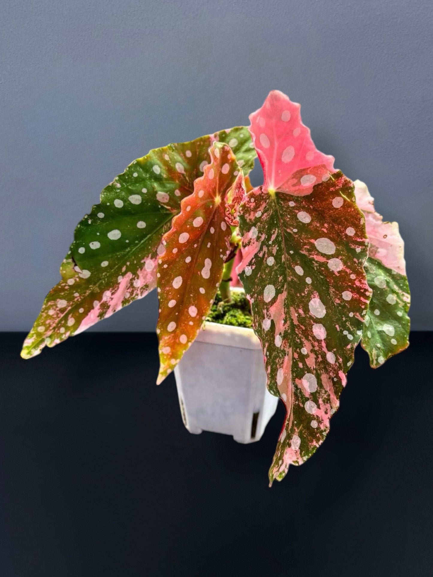 Begonia Maculata Pink Variegated