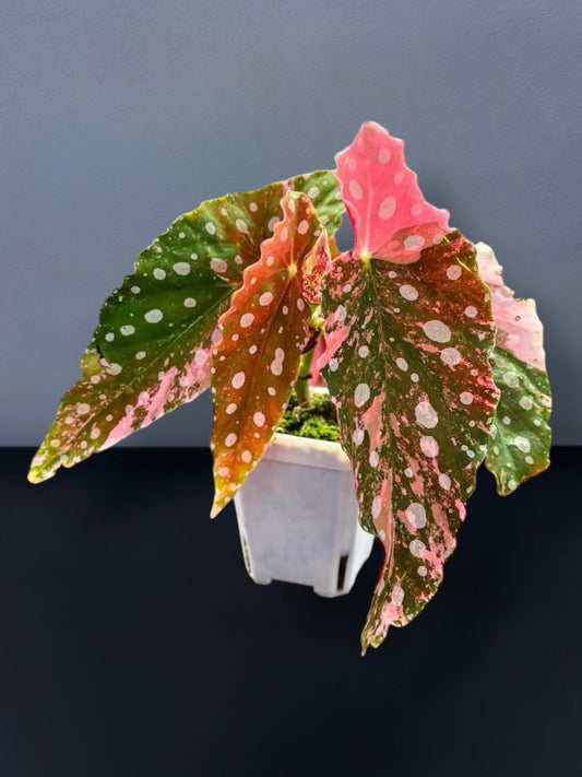 Begonia Maculata Pink Variegated