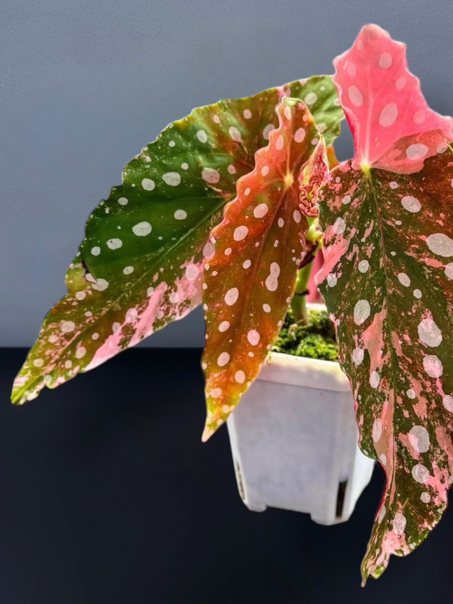 Begonia Maculata Pink Variegated