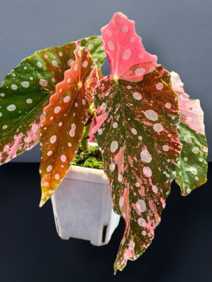Begonia Maculata Pink Variegated