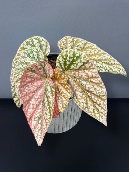 Begonia Snow Capped Variegated