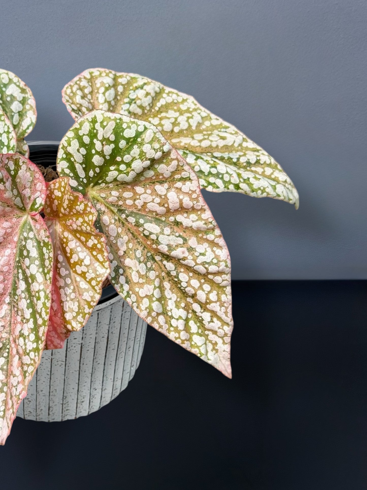 Begonia Snow Capped Variegated