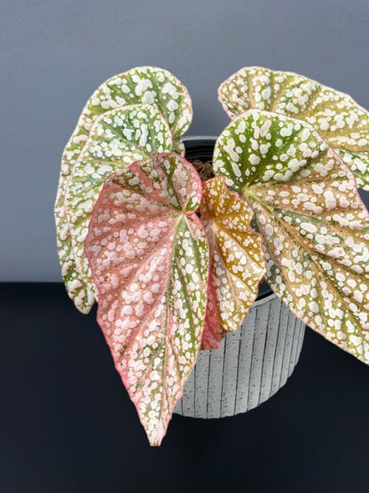 Begonia Snow Capped Variegated