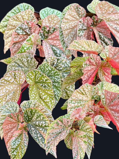 Begonia Snow Capped Variegated - Wholesale Sets