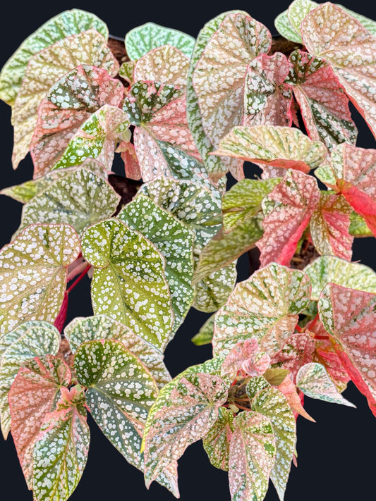 Begonia Snow Capped Variegated - Wholesale Sets