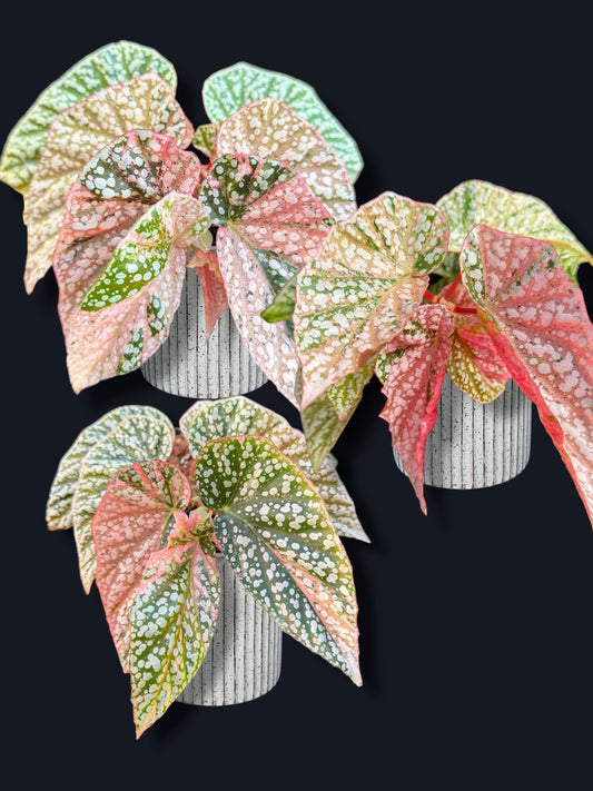 Begonia Snow Capped Variegated - Wholesale Sets