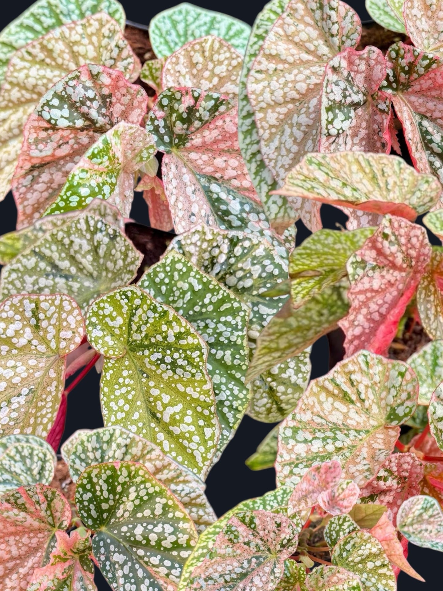 Begonia Snow Capped Variegated - Wholesale Sets