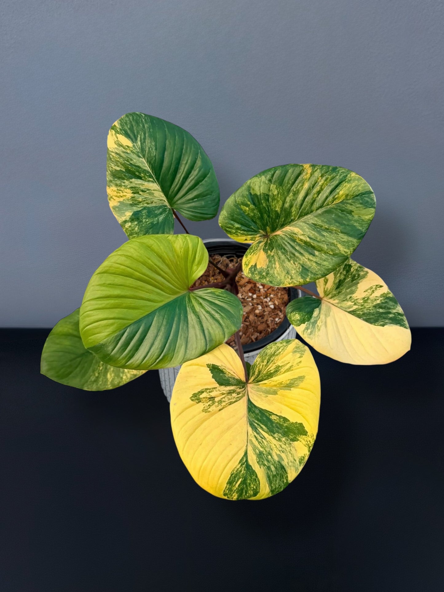 Homalomena Rubescens Aurea Variegated