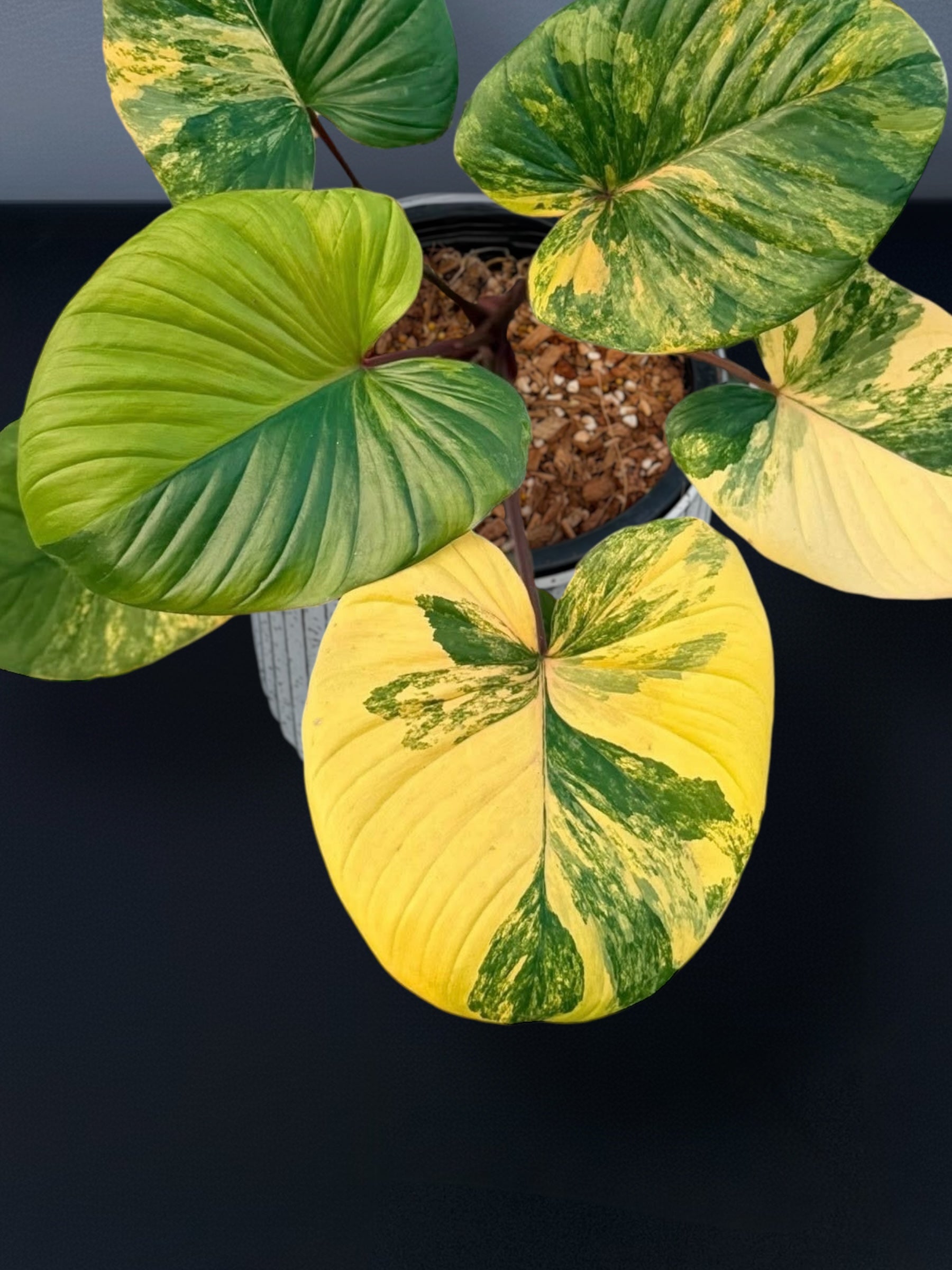 Homalomena – Siamplantes