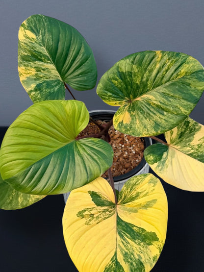 Homalomena Rubescens Aurea Variegated