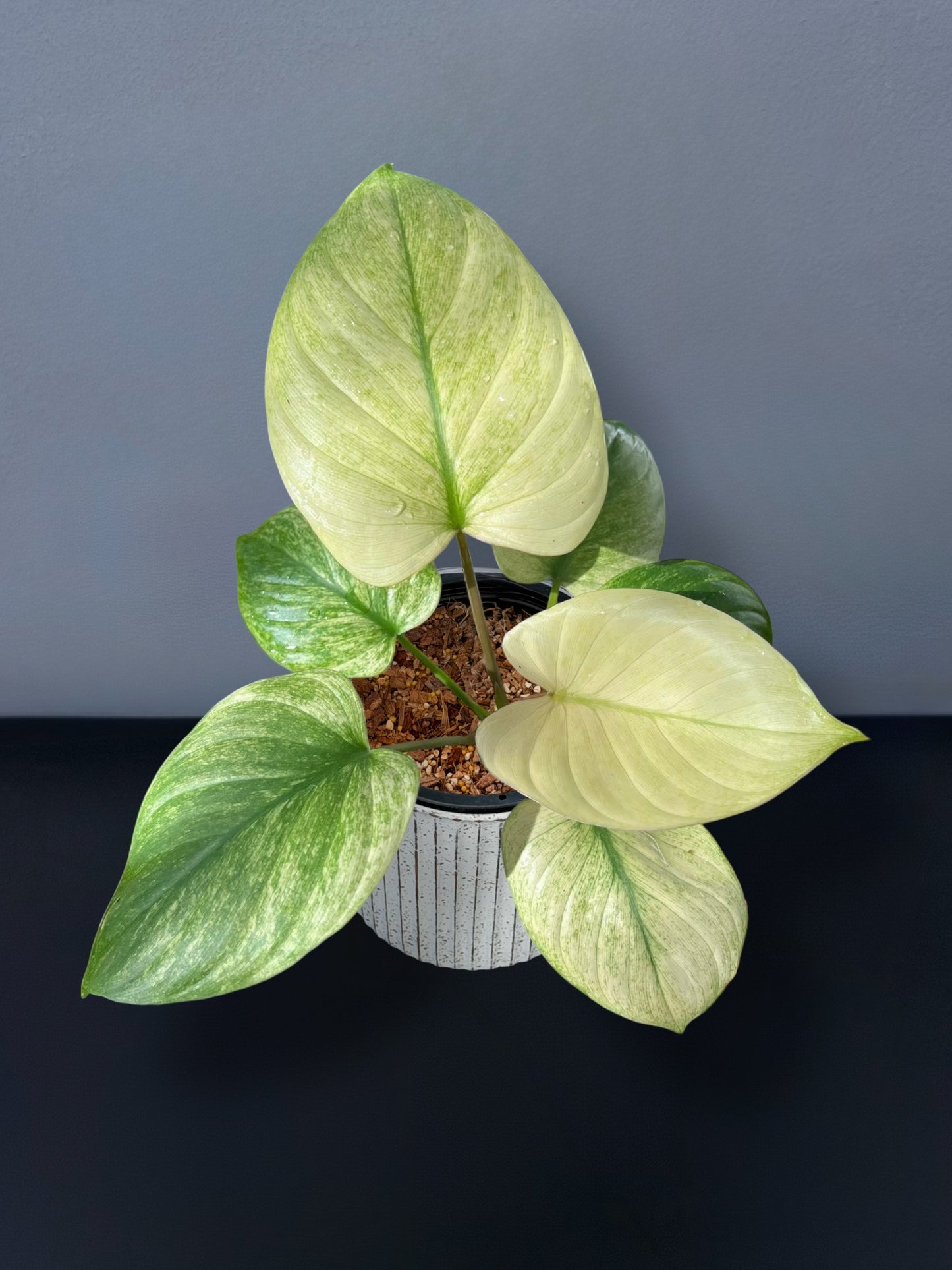 Homalomena Rubescens Full Mint Variegated