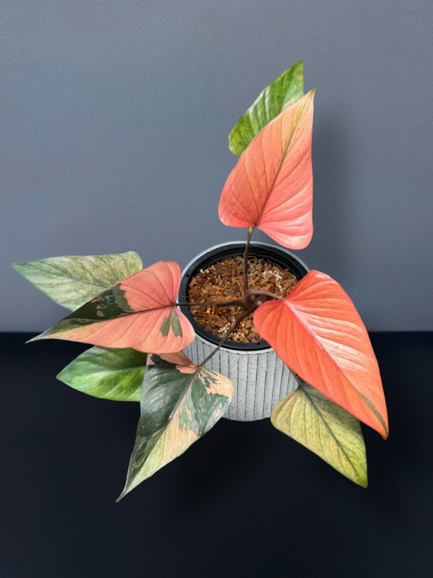 Homalomena Rubescens Pink Diamond Variegated