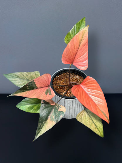 Homalomena Rubescens Pink Diamond Variegated