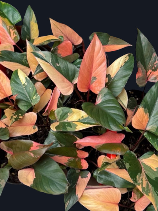 Homalomena Rubescens Pink Diamond Variegated - Wholesale Sets