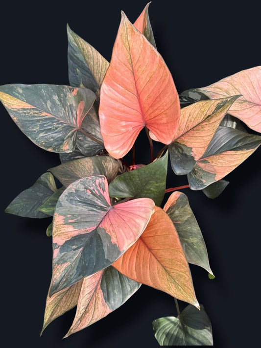 Homalomena Rubescens Pink Diamond Variegated - Wholesale Sets