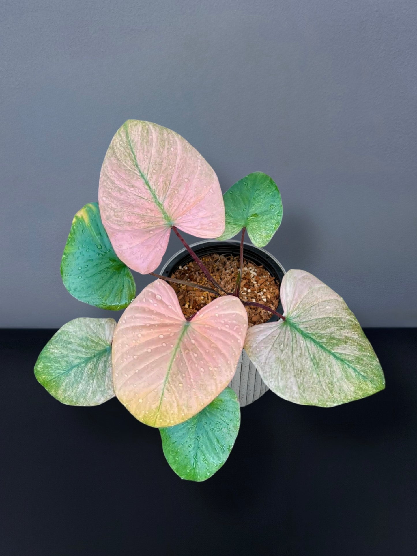 Homalomena Rubescens Pink Mint Variegated