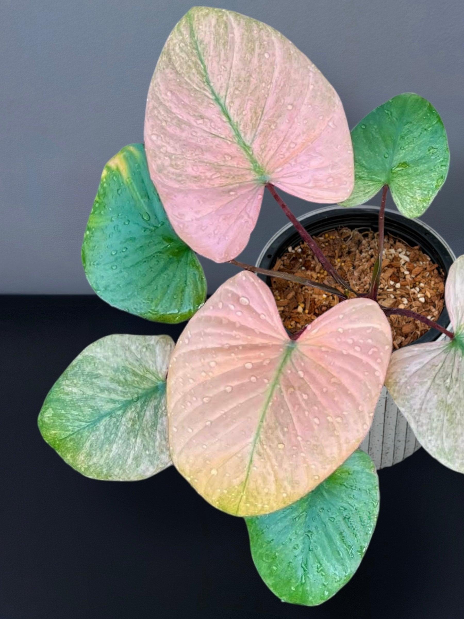 Homalomena – Siamplantes