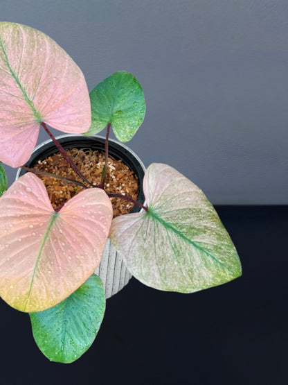 Homalomena Rubescens Pink Mint Variegated
