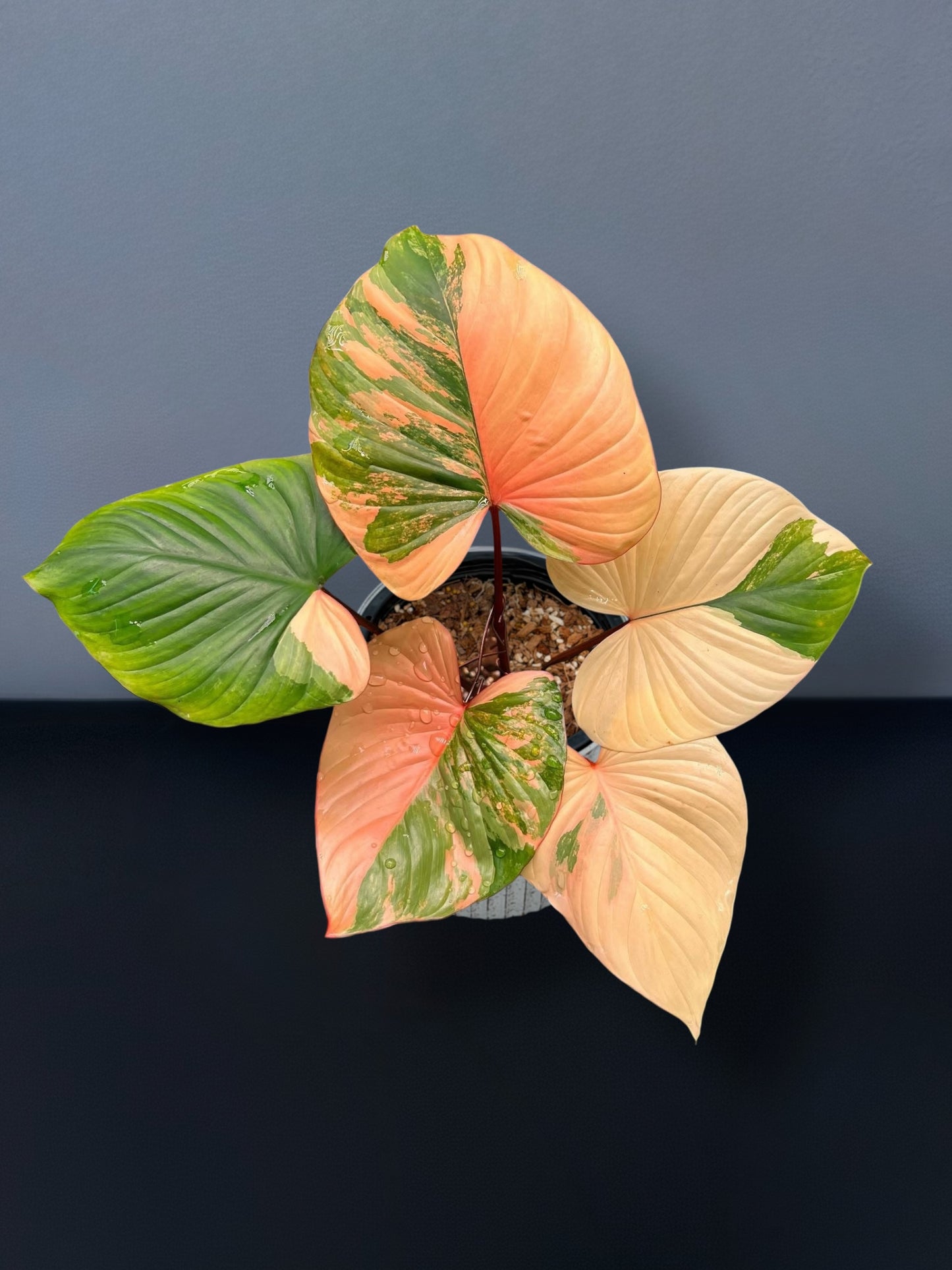 Homalomena Rubescens Pink Variegated