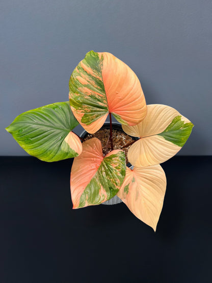 Homalomena Rubescens Pink Variegated