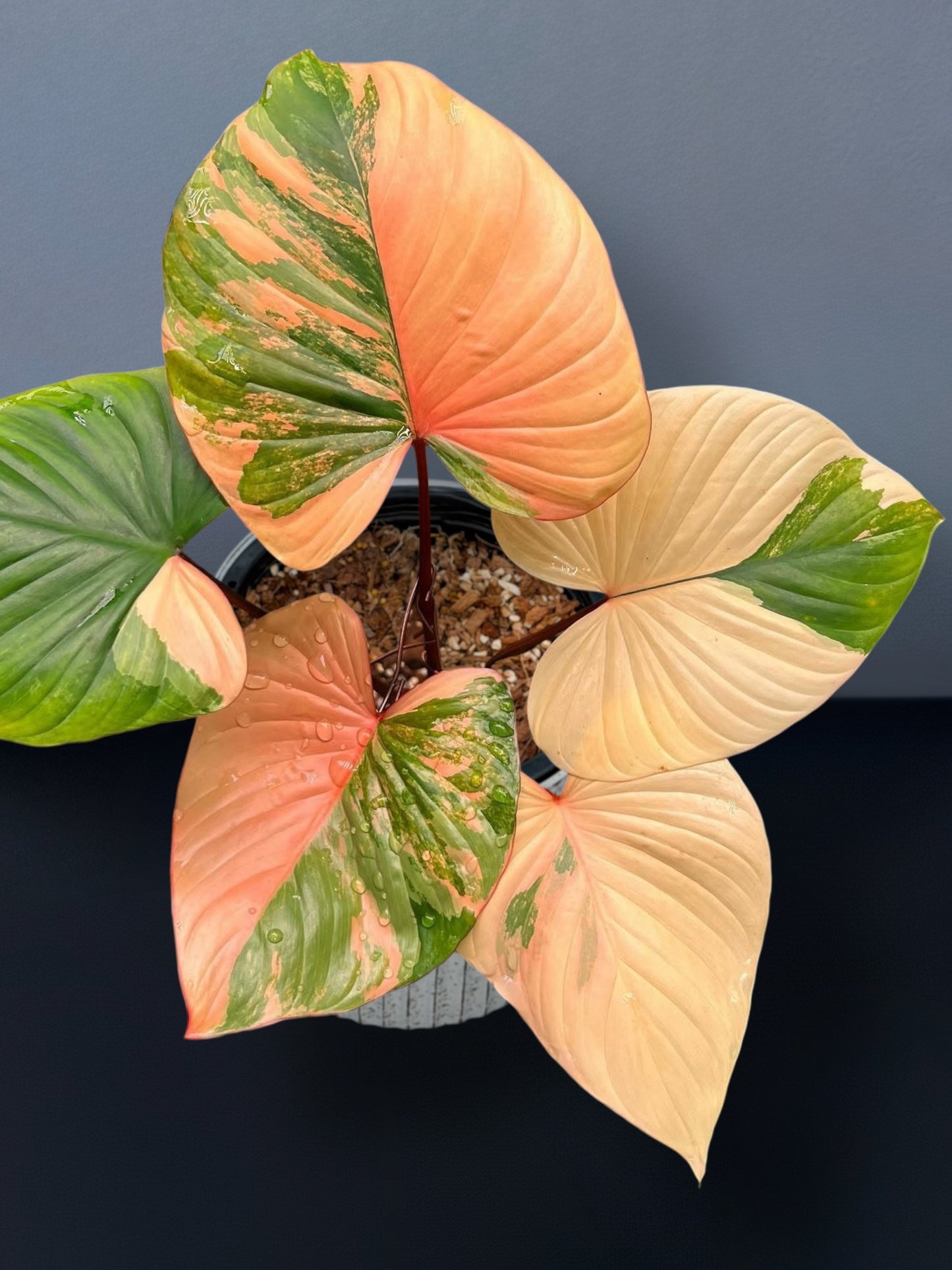 Homalomena Rubescens Pink Variegated