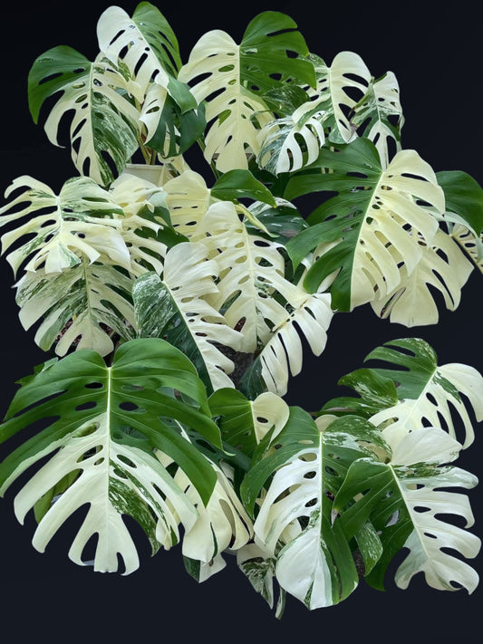Monstera Albo Variegated – Wholesale Sets (Big Size)
