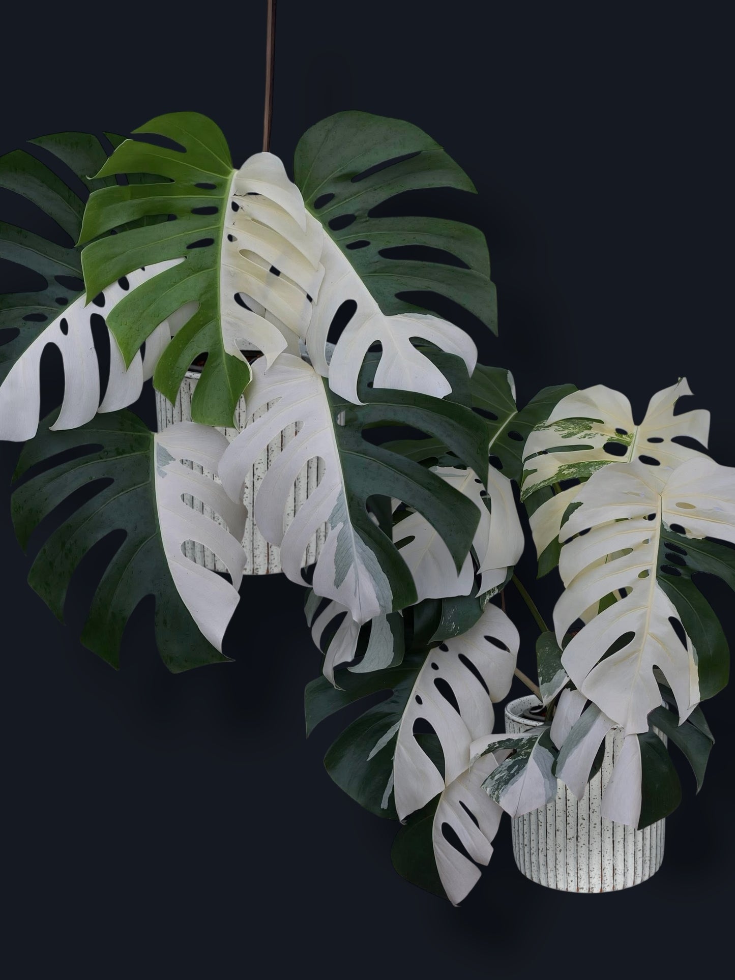 Monstera Albo Variegated – Wholesale Sets (Big Size)