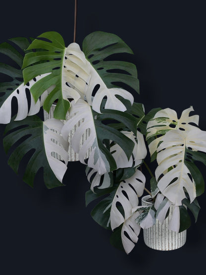 Monstera Albo Variegated – Wholesale Sets (Big Size)