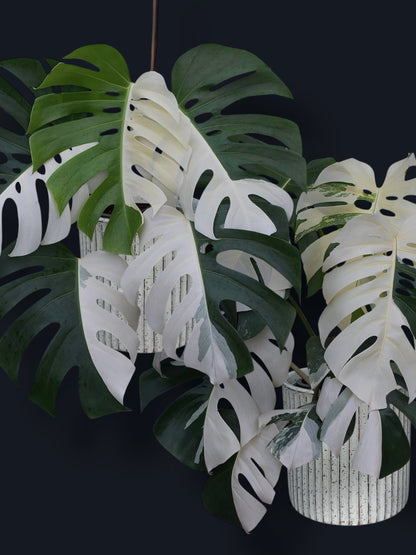 Monstera Albo Variegated – Wholesale Sets (Big Size)