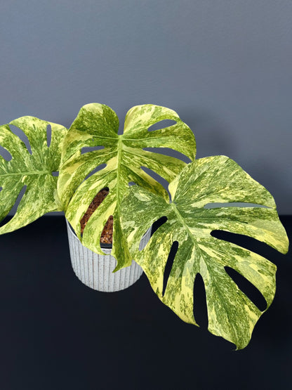 monstera deliciosa legacy variegated Monstera Deliciosa Legacy