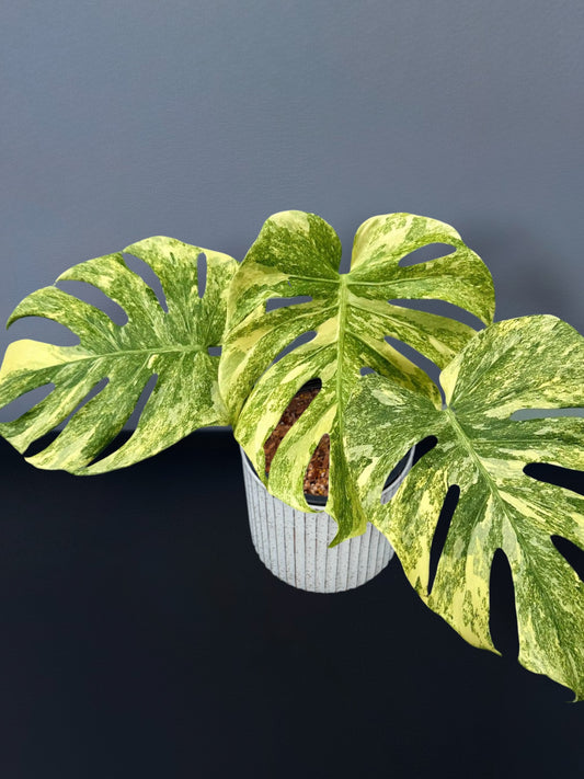 Monstera Deliciosa Legacy