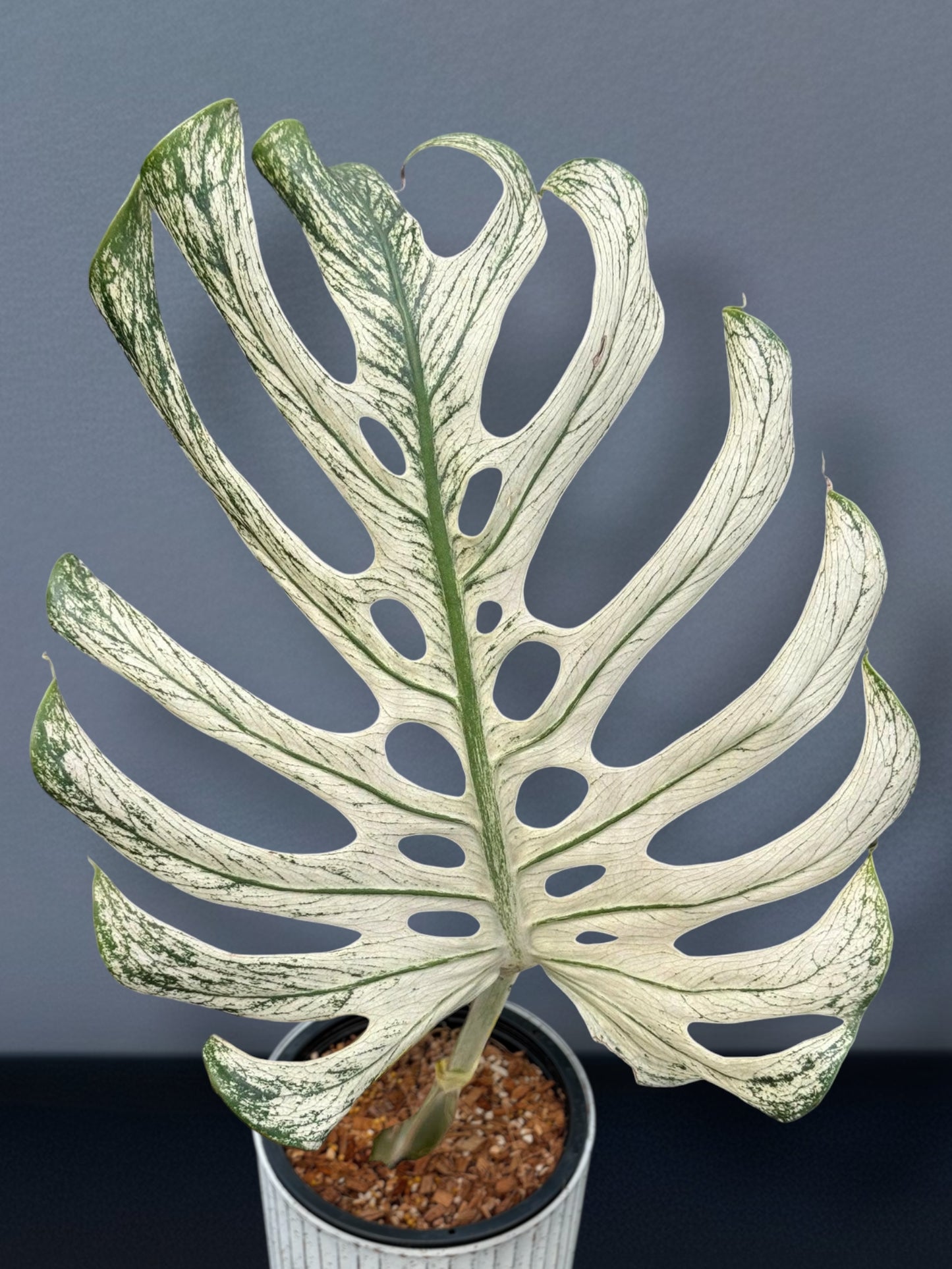 Monstera Devil Monster - Node cutting (1 Leaf)