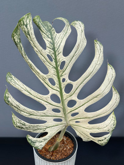 Monstera Devil Monster - Node cutting (1 Leaf)