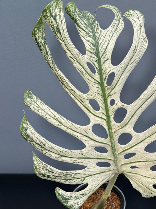 Monstera Devil Monster - Node cutting (1 Leaf)