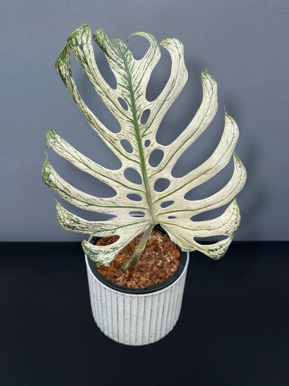 Monstera Devil Monster - Node cutting (1 Leaf)