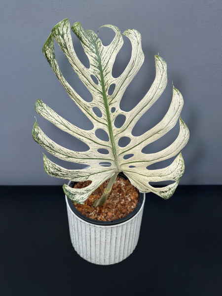 Monstera Devil Monster - Node cutting (1 Leaf) – Siamplantes