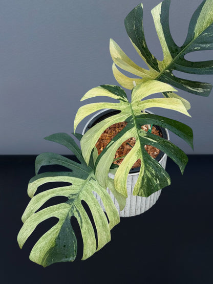 Monstera Jungle Mint