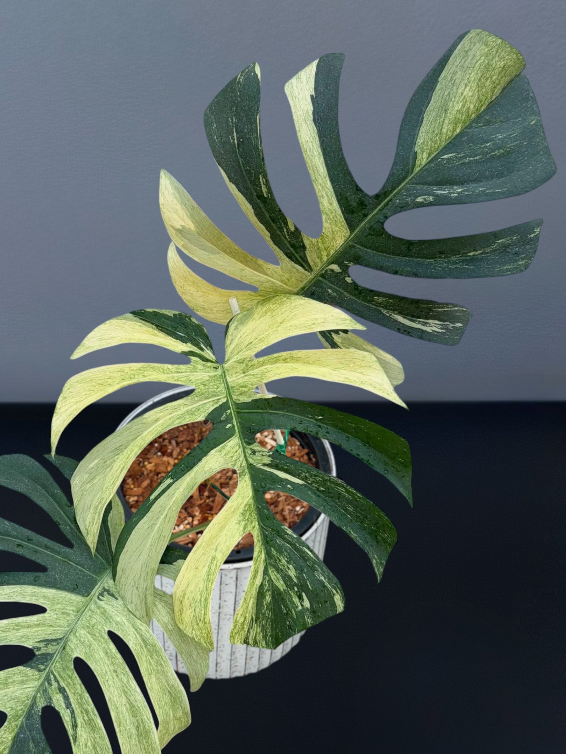 Monstera Jungle Mint – Siamplantes