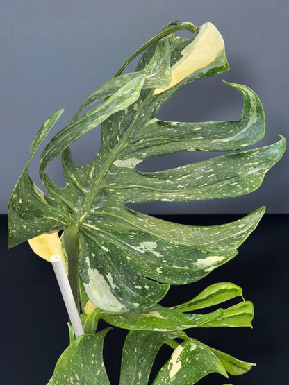 Monstera Medusa Variegated