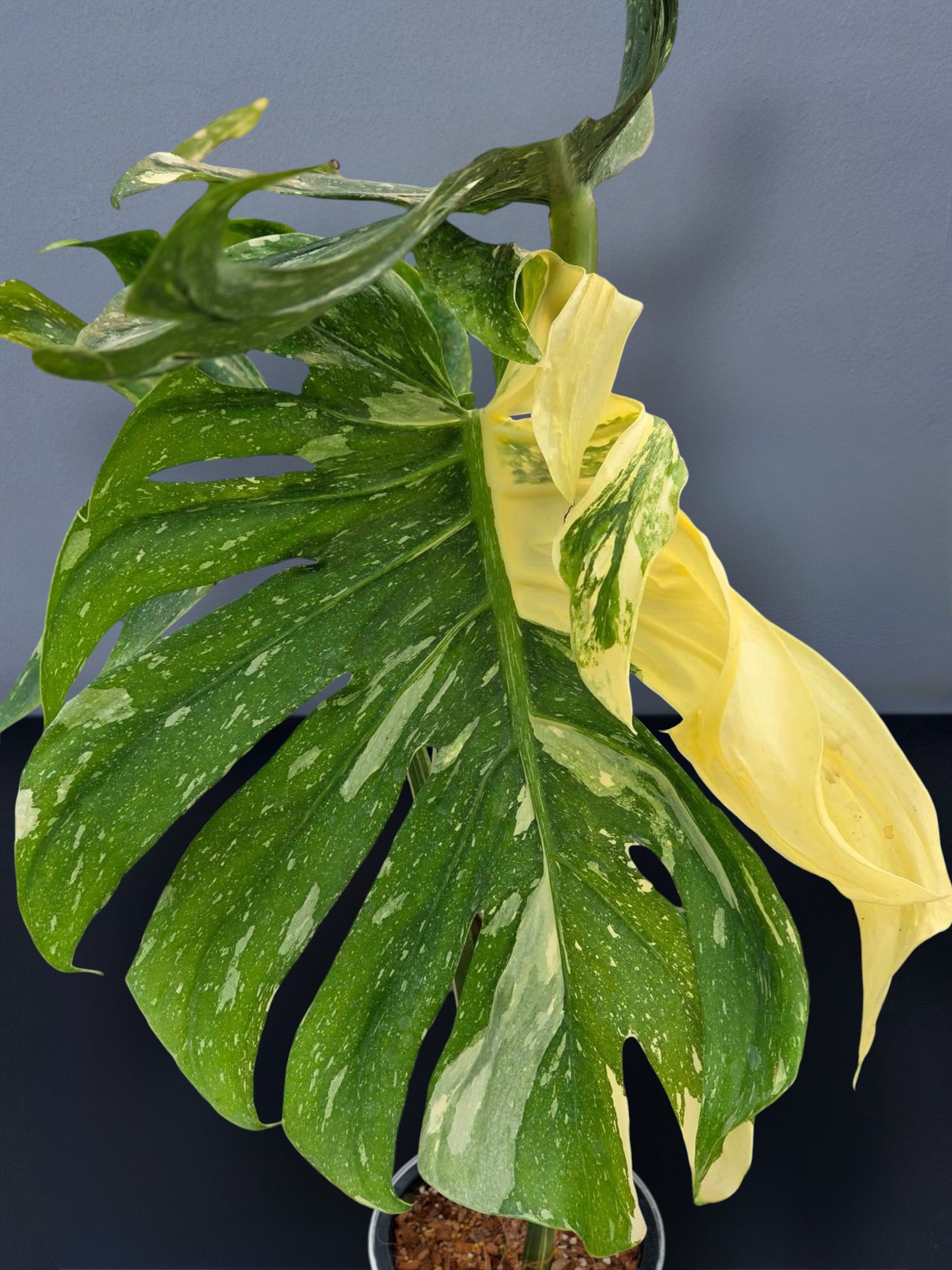 Monstera Medusa Variegated