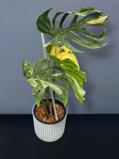 Monstera Medusa Variegated