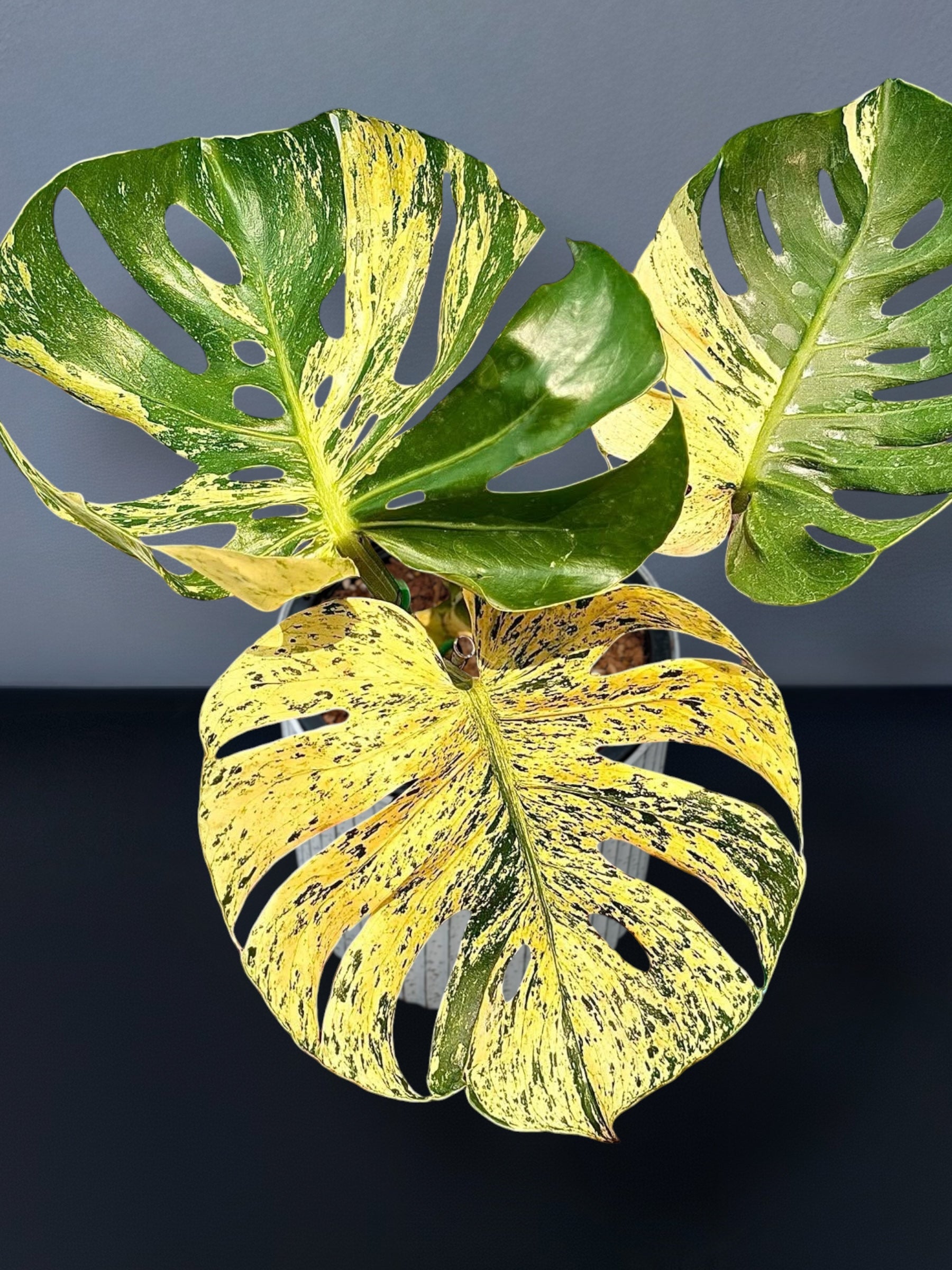 モンステラ　ミント　サイアム 斑入り　Monstera Mint Siam コレクション】モンステラ・デリシオーサ 'サイアムミント' – RARE