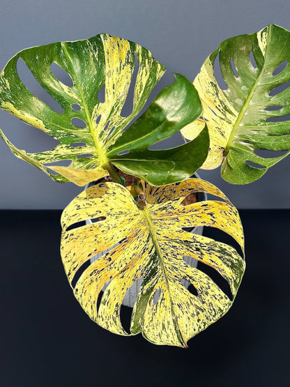 Monstera Siam Mint