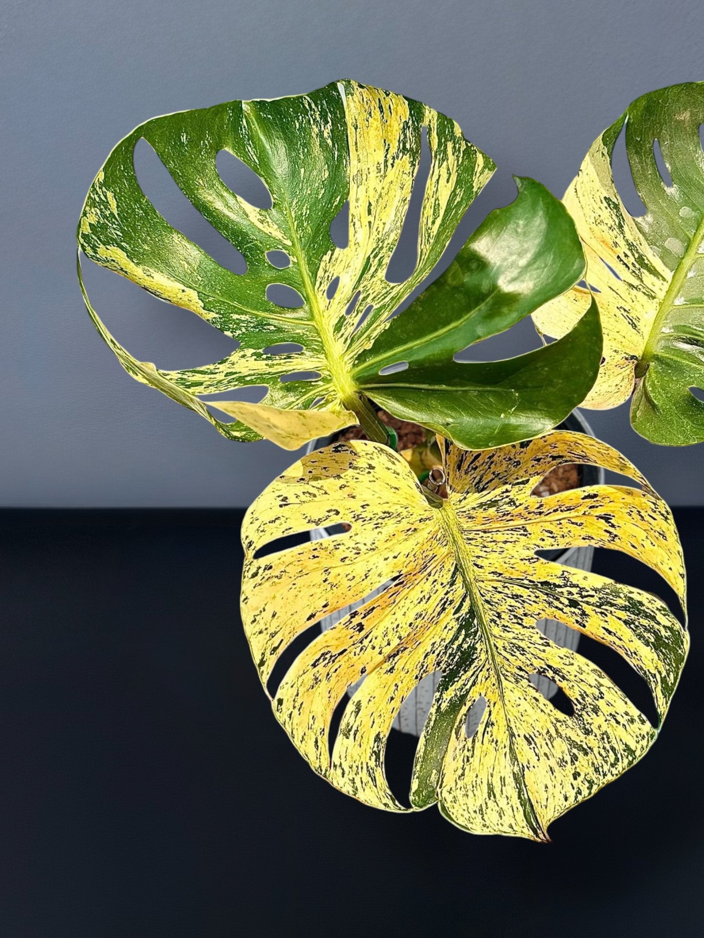 Monstera Siam Mint