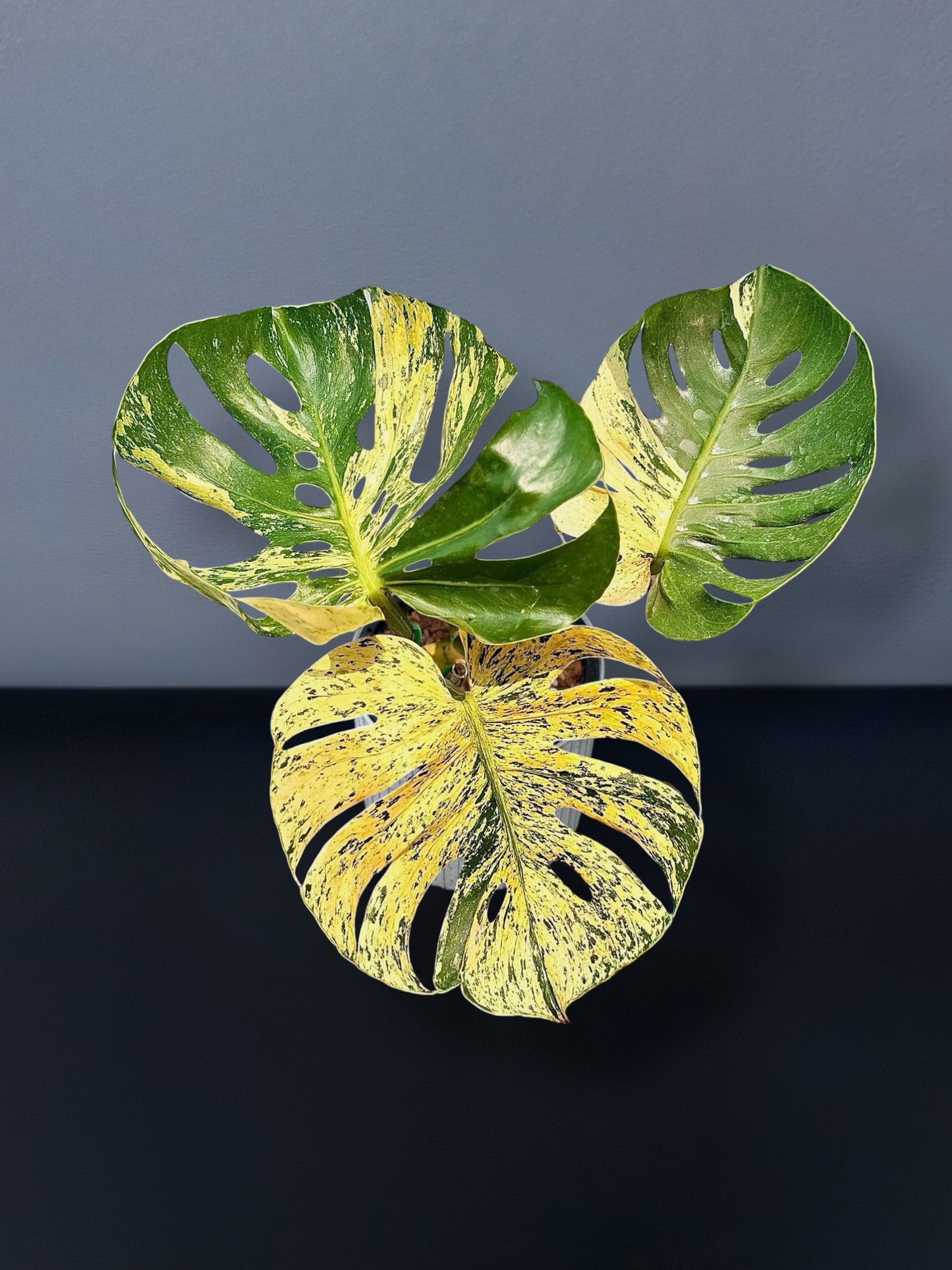 Monstera Siam Mint