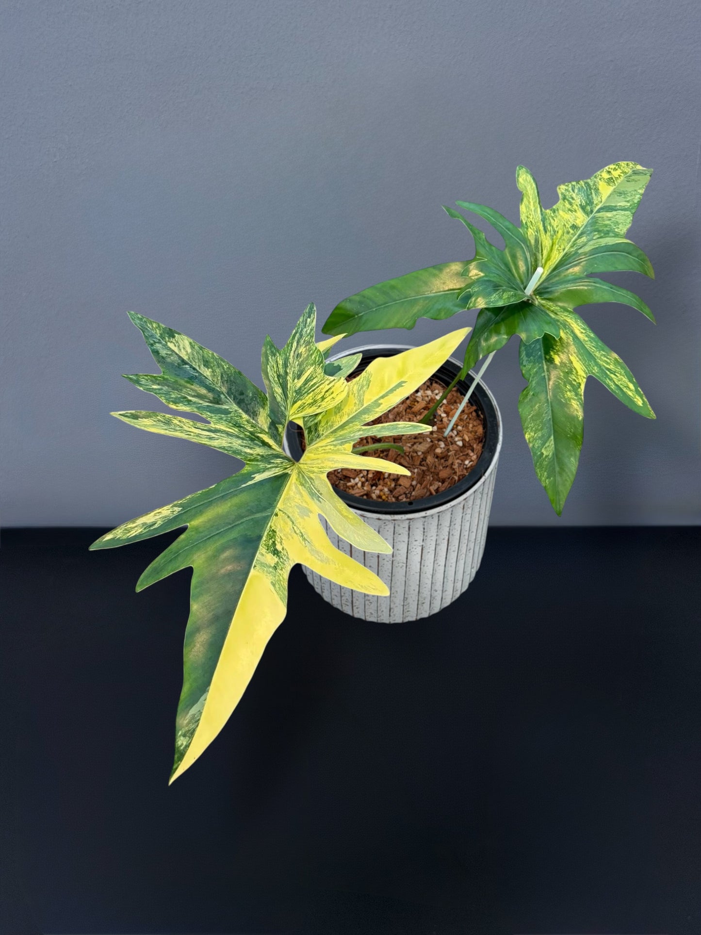 Philodendron Angela Variegated