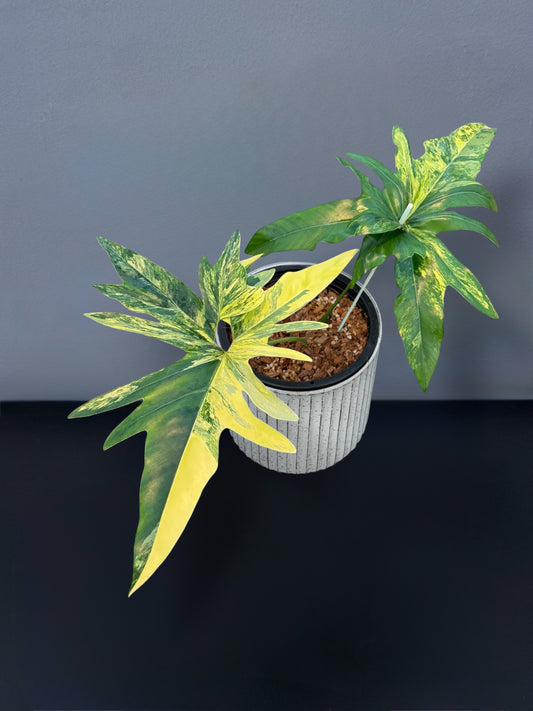 Philodendron Angela Variegated