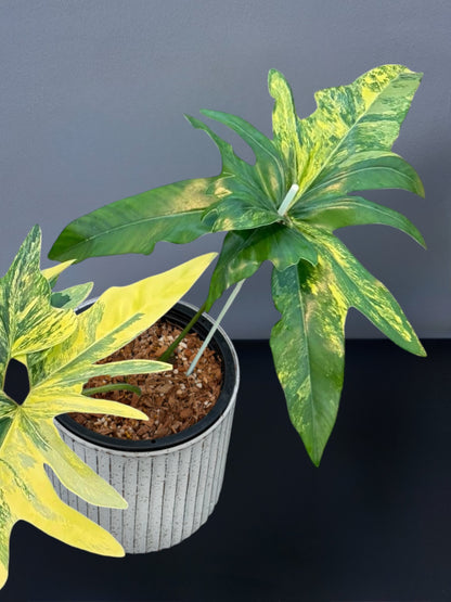 Philodendron Angela Variegated